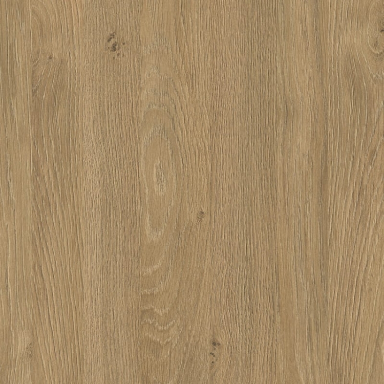 Dąb kamienny 5527 SN