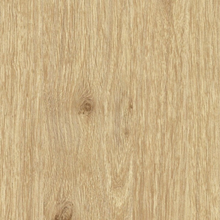 KR Dąb królewski D2840
